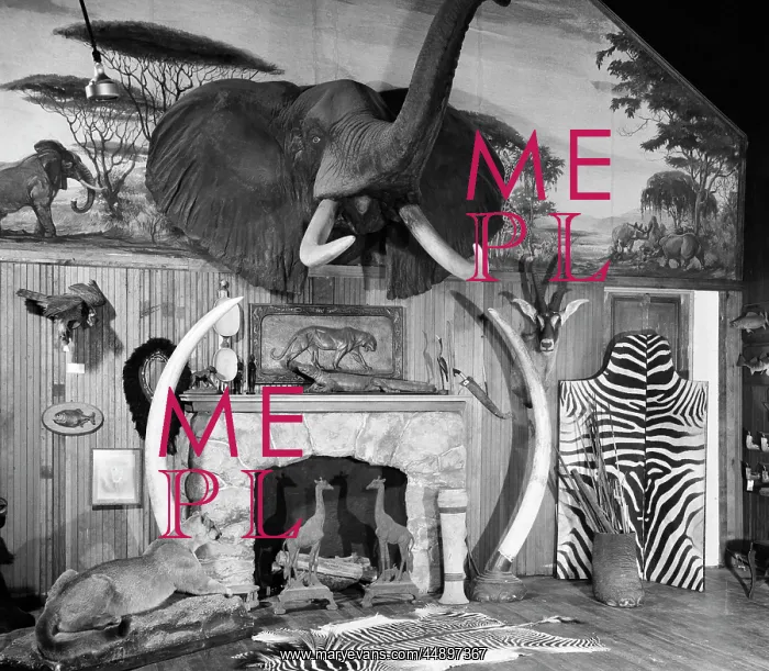  : ROOM WITH BIG GAME TROPHIES MOUNTED AROUND A
