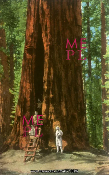 : Room Tree, Sequoia National Park