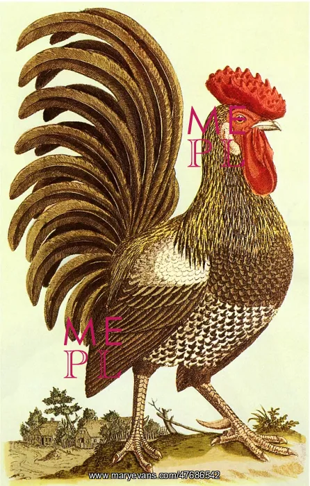 : Rooster : Rooster