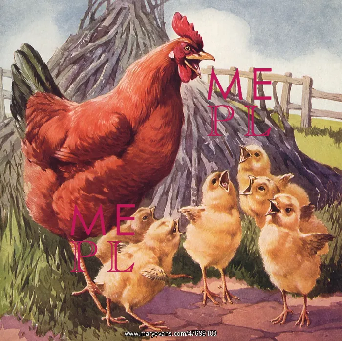  : Rooster and Chicks