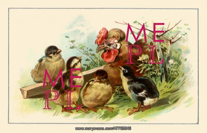 : Rooster and Chicks : Rooster and Chicks