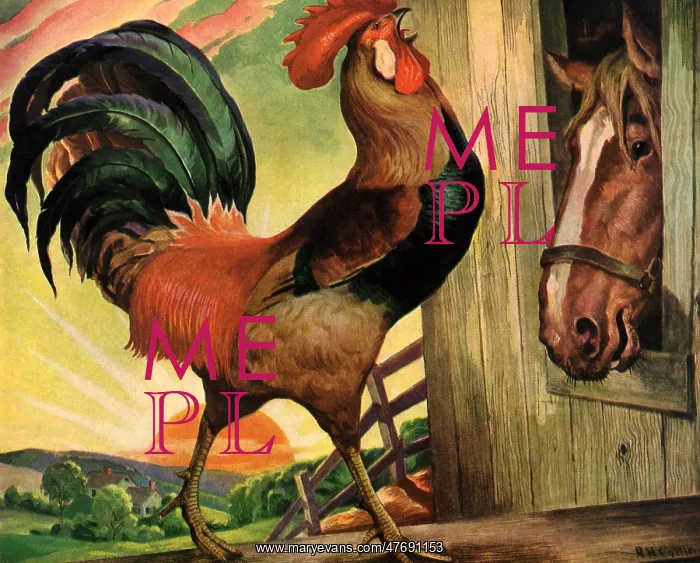  : Rooster Crowing