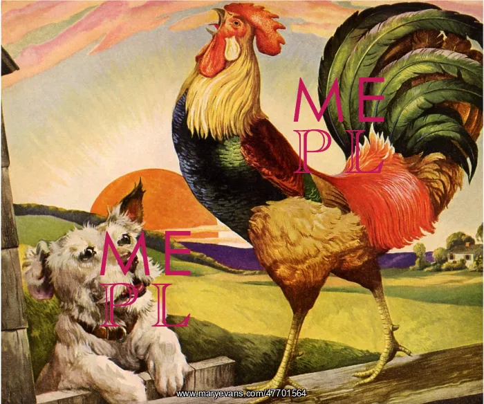  : Rooster Crowing