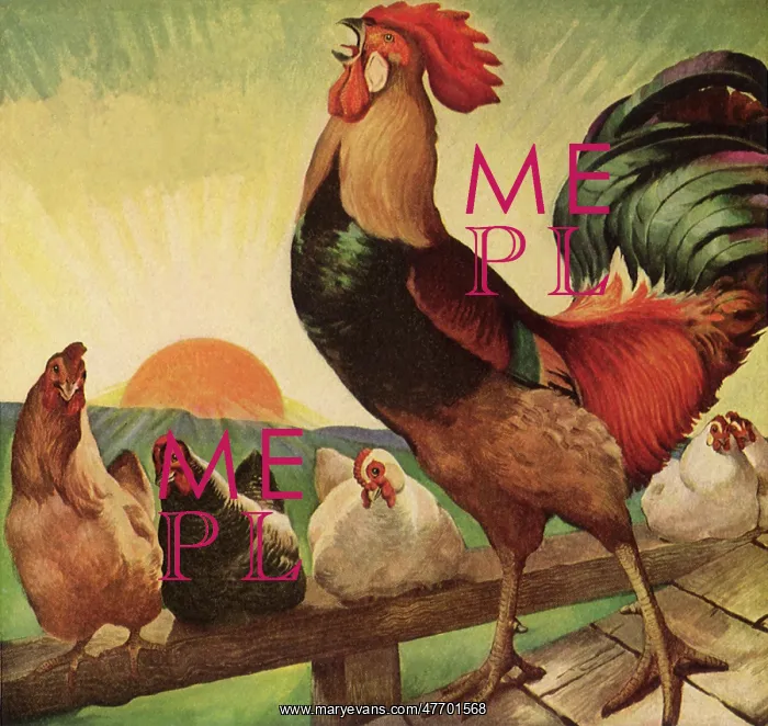  : Rooster Crowing