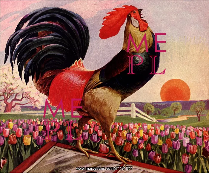 : Rooster Crowing : Rooster Crowing