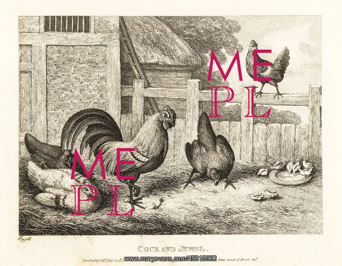 : A rooster finds a precious jewel in a barnyard : A rooster finds a precious jewel in a barnyard