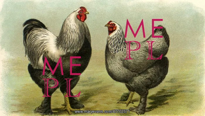  : Rooster and Hen