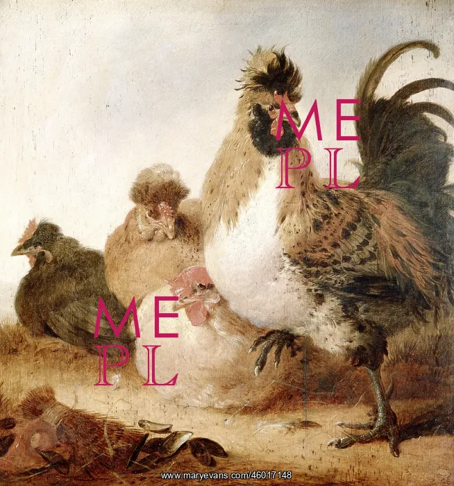 : Rooster and Hens, by Cuyp : Rooster and Hens, by Cuyp