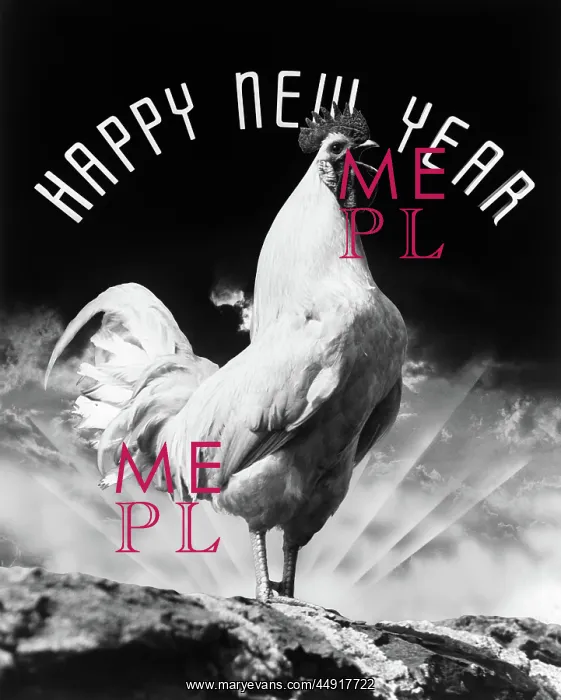 : Rooster standing on hill crowing with rays of : Rooster standing on hill crowing with rays of