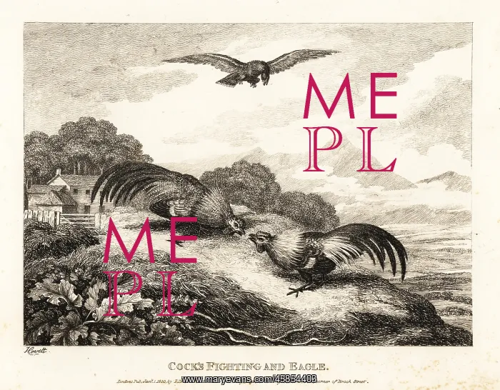 : Two roosters fighting in a barn yard below an eagle : Two roosters fighting in a barn yard below an eagle