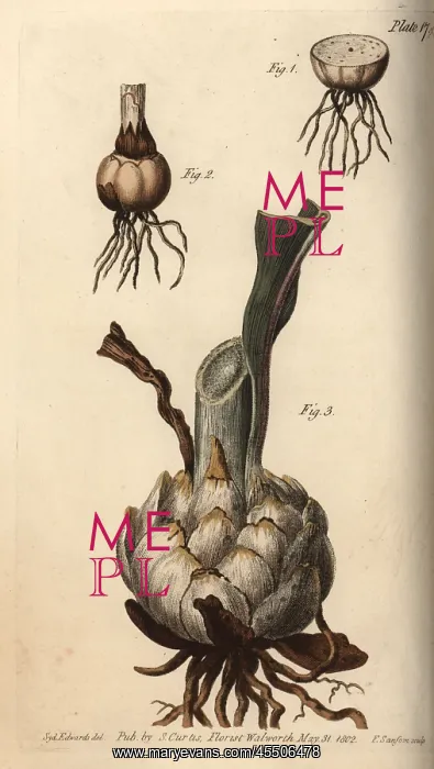 : Root and bulb of the lily, Lilium species : Root and bulb of the lily, Lilium species