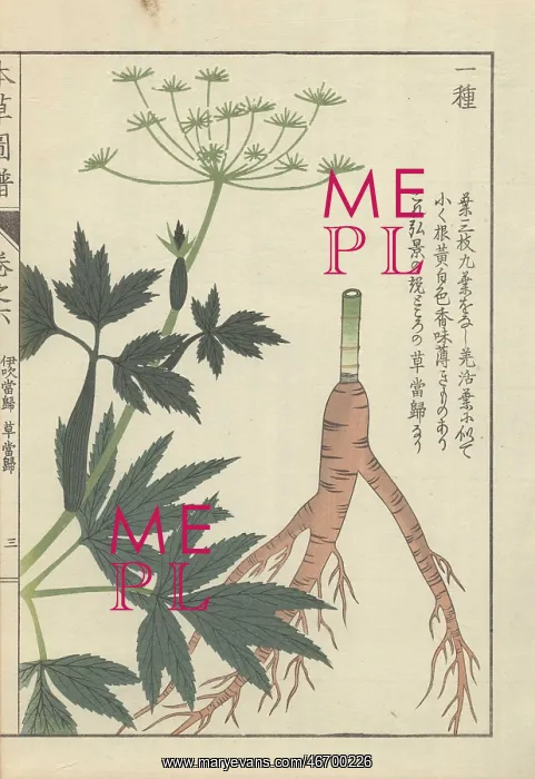 : Root, leaves and tiny white florets of Japanese : Root, leaves and tiny white florets of Japanese