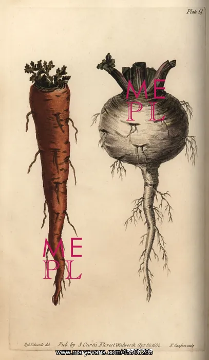 : Root vegetables, carrot Daucus carota and turnip : Root vegetables, carrot Daucus carota and turnip