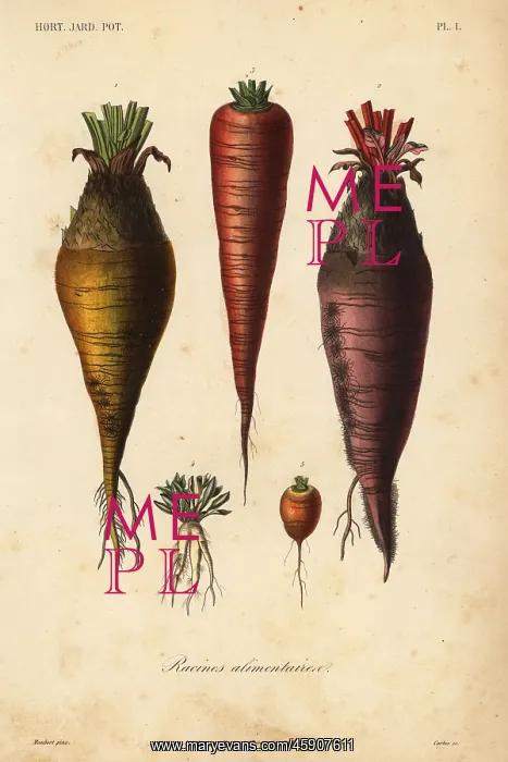 : Root vegetables, racines alimentaires : Root vegetables, racines alimentaires