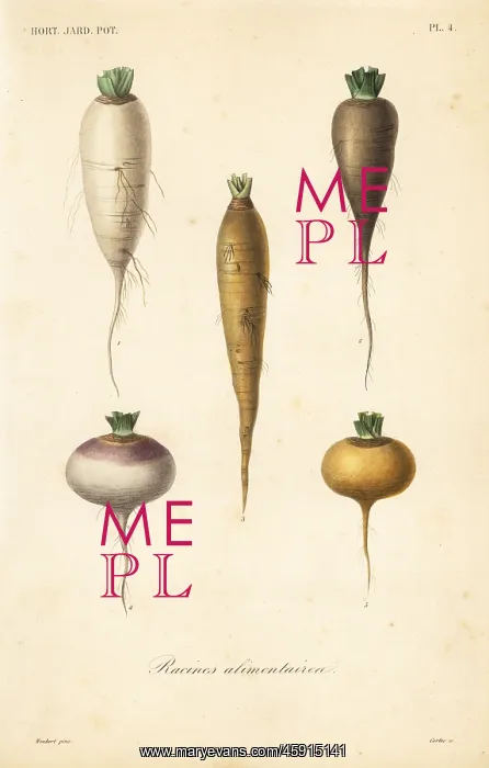 : Root vegetables, racines alimentaires : Root vegetables, racines alimentaires