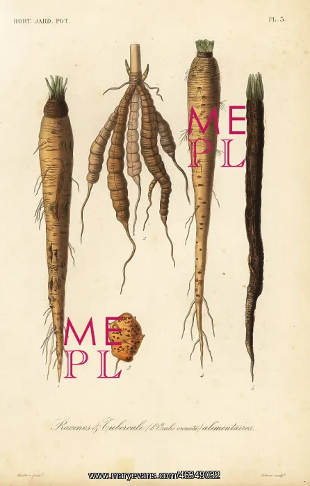 : Root vegetables, racines et tubercule alimentaires : Root vegetables, racines et tubercule alimentaires