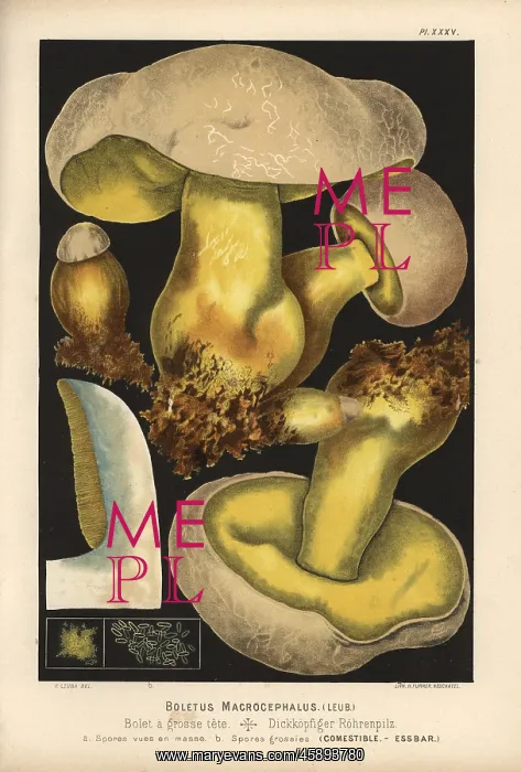 : Rooting bolete, Boletus radicans, edible : Rooting bolete, Boletus radicans, edible