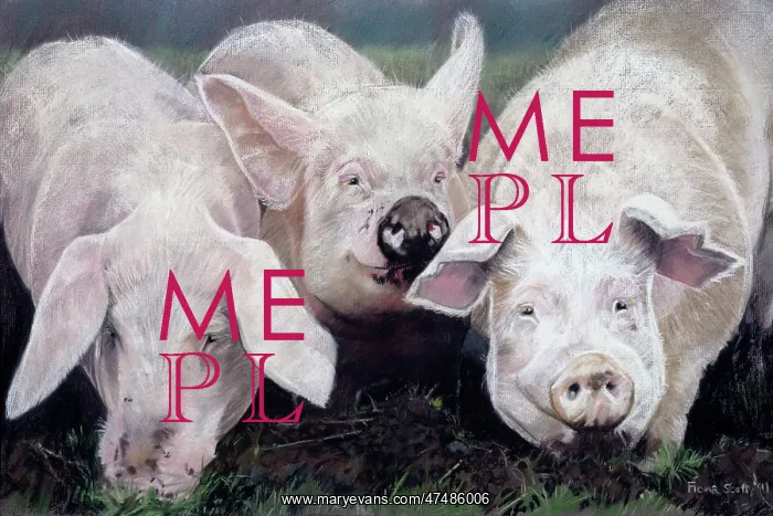  : Rooting ' three pigs