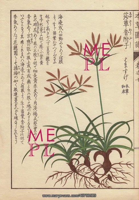 : Roots, leaves and flowers of coco-grass, purple : Roots, leaves and flowers of coco-grass, purple