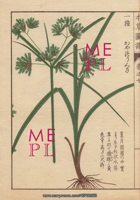 : Roots, reeds and flowers of nutgrass galingale : Roots, reeds and flowers of nutgrass galingale