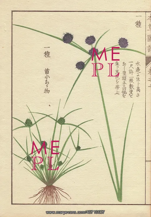 : Roots, reeds and flowers of variable flatsedge : Roots, reeds and flowers of variable flatsedge