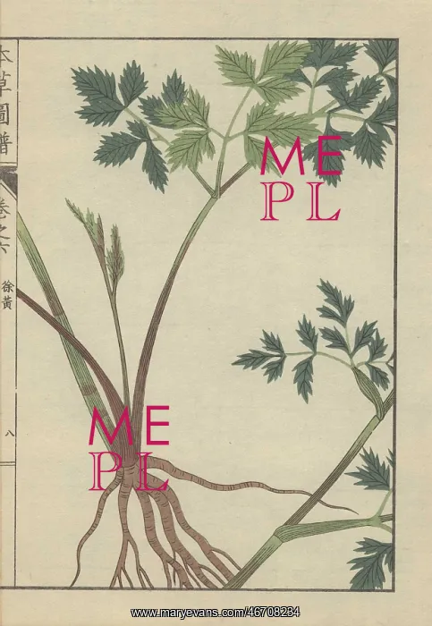 : Roots, stem and leaves of angelica polymorpha : Roots, stem and leaves of angelica polymorpha