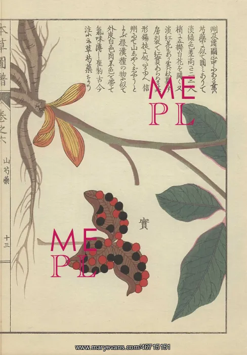 : Roots, stem and leaves of the mountain peony : Roots, stem and leaves of the mountain peony