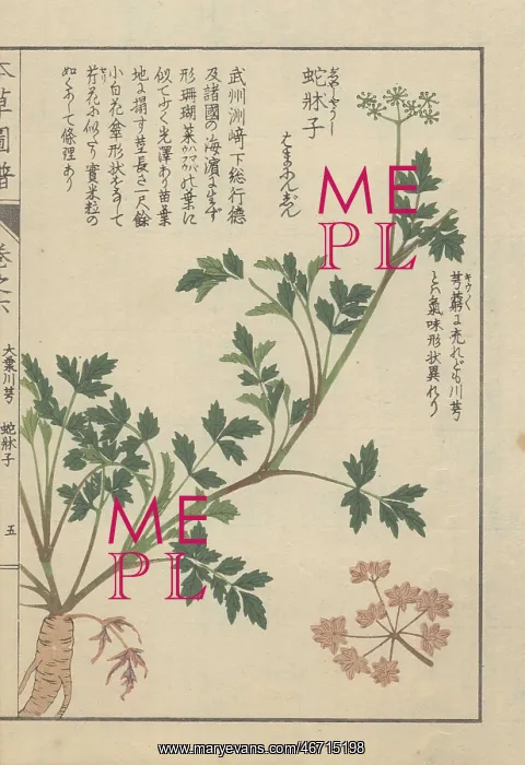 : Roots, stems, leaves and tiny florets of Japanese : Roots, stems, leaves and tiny florets of Japanese