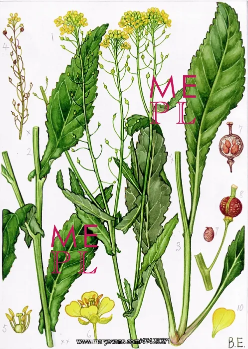  : Rorippa austriaca