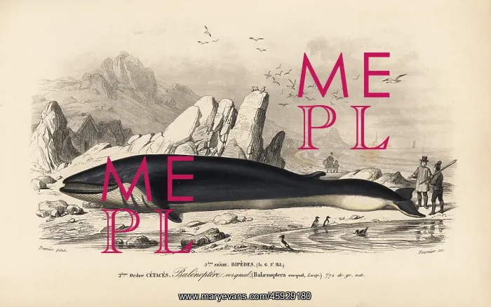 : Rorqual or fin whale, Balaenoptera physalus. Endangered : Rorqual or fin whale, Balaenoptera physalus. Endangered