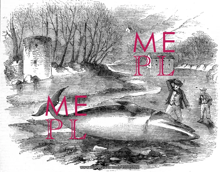 : Rorqual Whale captured in the River Dart, Devon 1856 : Rorqual Whale captured in the River Dart, Devon 1856
