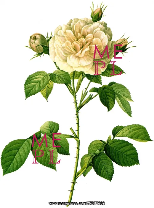 : Rosa Alba Regalis : Rosa Alba Regalis