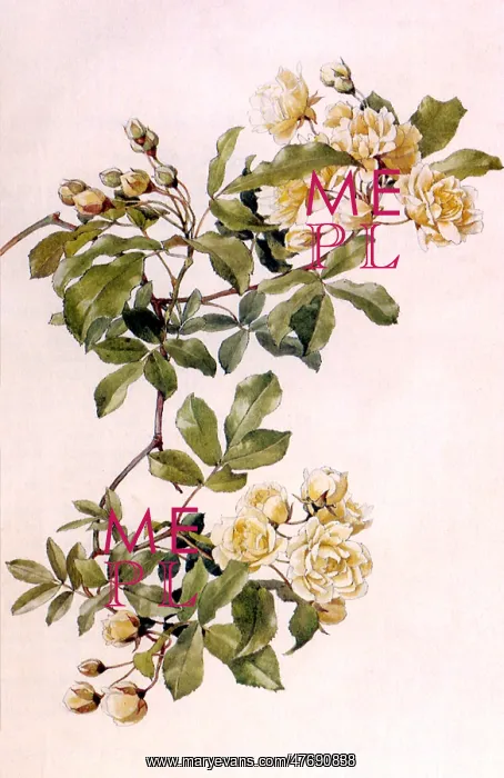  : Rosa Banksiae