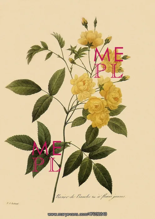  : Rosa banksiae