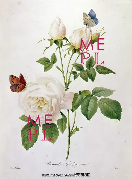  : Rosa Bengale, The Hymenee