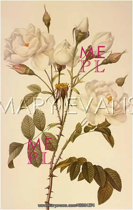  : ROSA CAMPANULATA ALBA