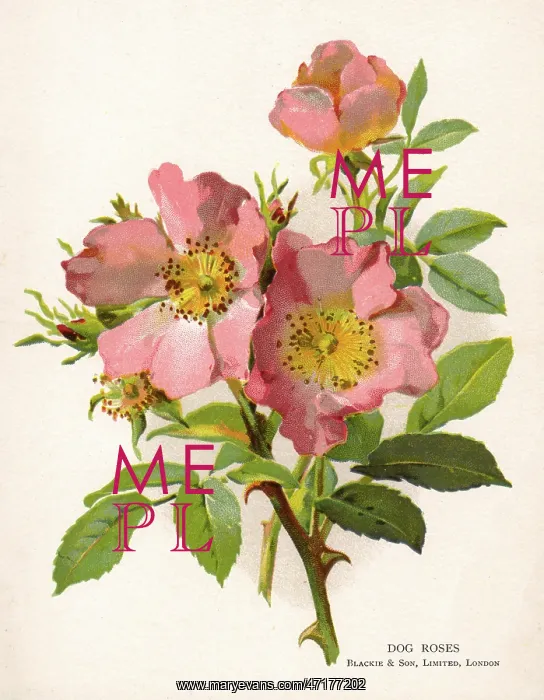  : ROSA CANINA