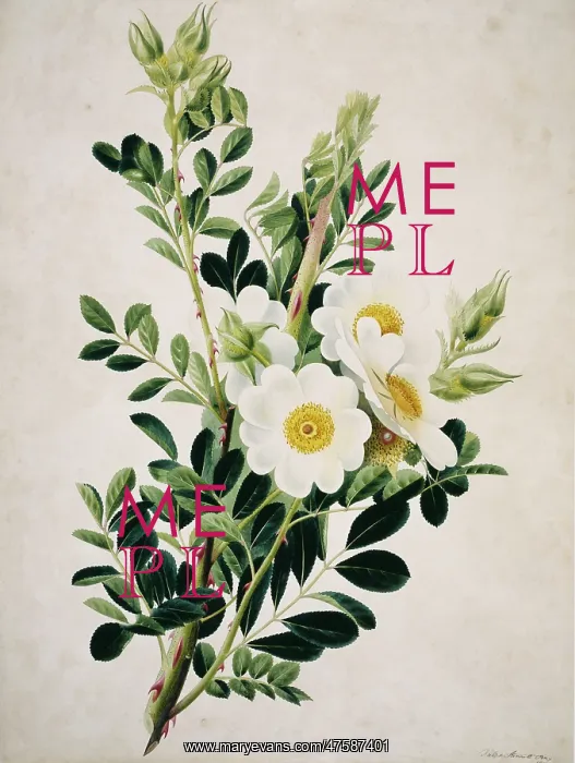 : Rosa canina, dog rose : Rosa canina, dog rose