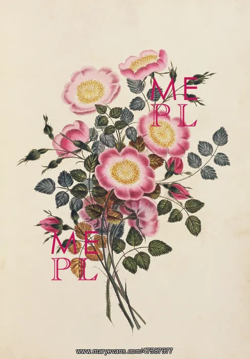 : Rosa canina, dog rose : Rosa canina, dog rose