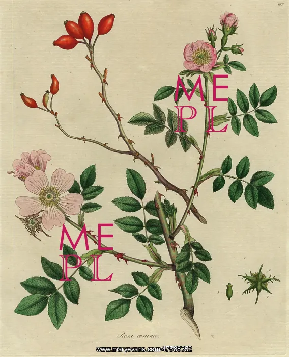 : Rosa canina, dog rose : Rosa canina, dog rose