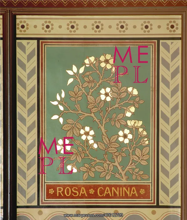 : Rosa canina, dog rose : Rosa canina, dog rose
