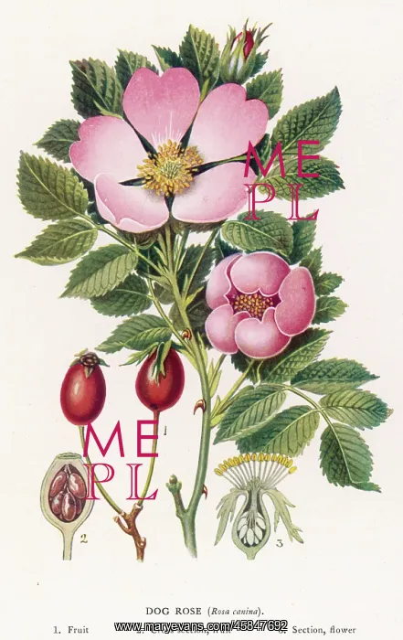 : ROSA CANINA (NEWALL)