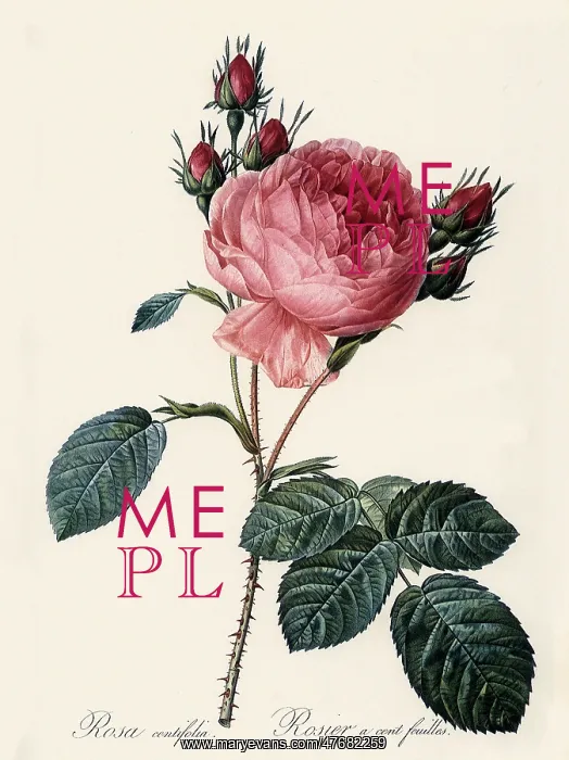 : Rosa Centifolia : Rosa Centifolia