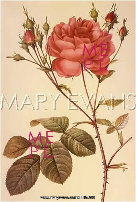 : ROSA CENTIFOLIA ANGLICA : ROSA CENTIFOLIA ANGLICA