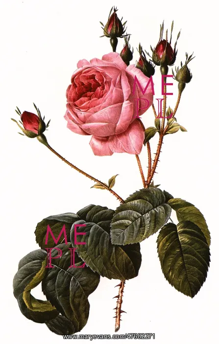 : Rosa Centifolia Bullata : Rosa Centifolia Bullata