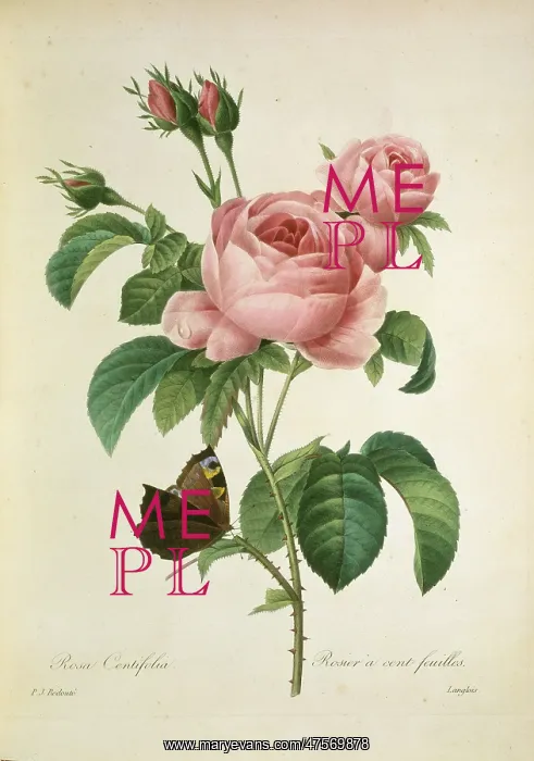 : Rosa centifolia, cabbage rose : Rosa centifolia, cabbage rose