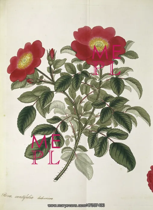 : Rosa centifolia, cabbage rose : Rosa centifolia, cabbage rose
