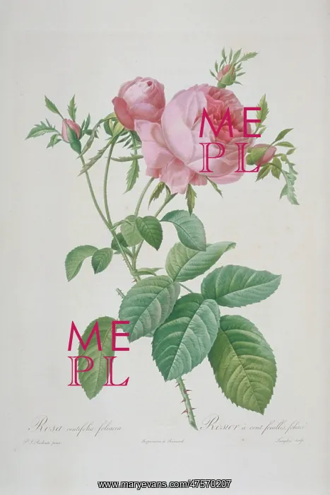 : Rosa centifolia foliacea, leafy rose : Rosa centifolia foliacea, leafy rose
