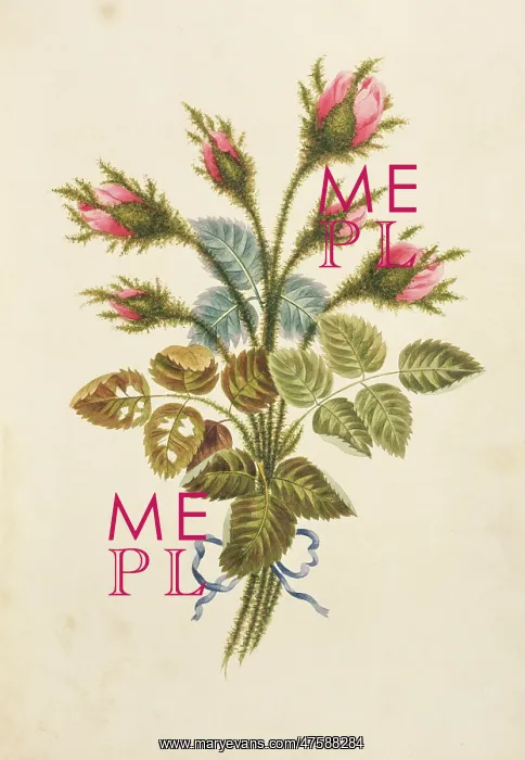 : Rosa centifolia, moss rose : Rosa centifolia, moss rose