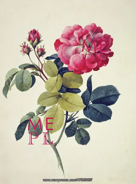 : Rosa centifolia, moss rose : Rosa centifolia, moss rose